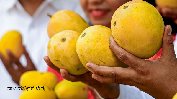 Kesar Mango Farm Kesar Mango Farm