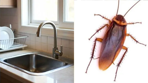 Kitchen Sink Mistakes Kitchen Sink Mistakes
