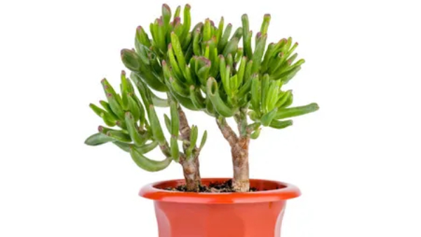 Lucky Plants for Home Lucky Plants for Home