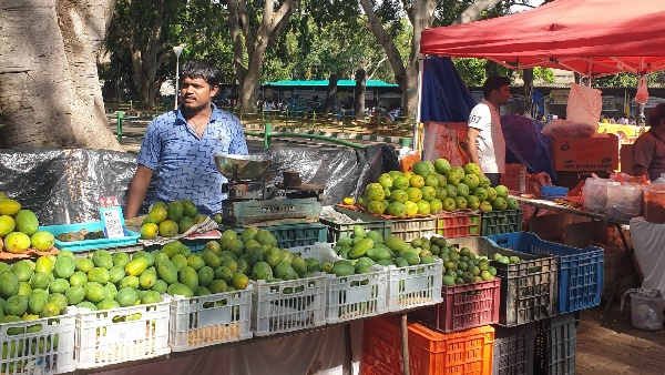 Mango Jackfruit Fair