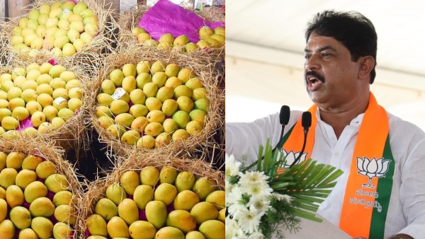 Mango Price Crash