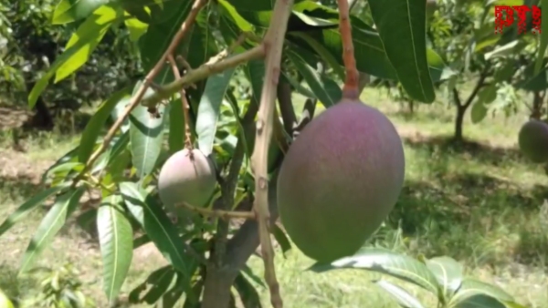 Miyazaki Mango
