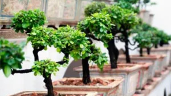 Plants Plants