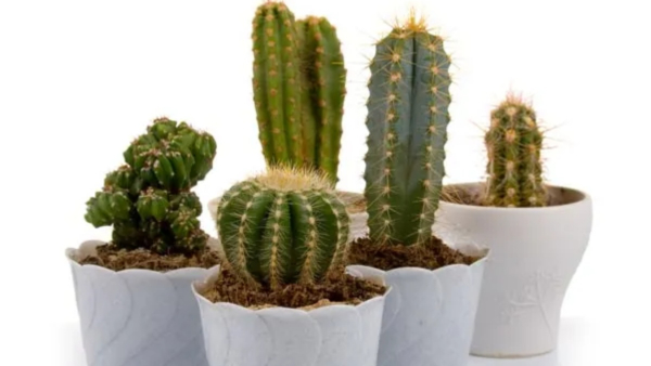 Plants Plants