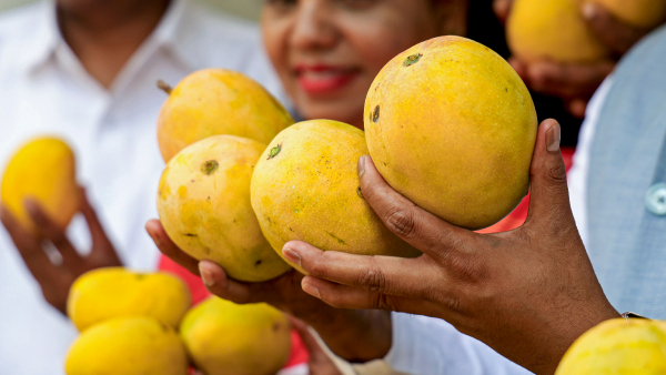 Ripened Mangoes
