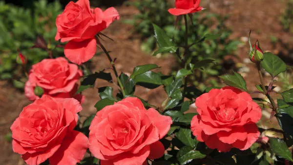 Rose Benefits