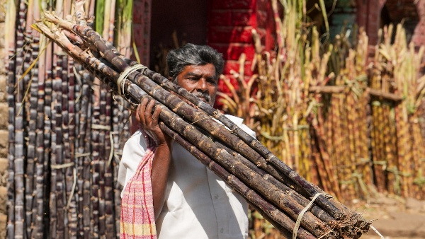 Sugarcane
