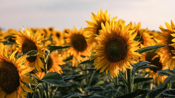 Sunflower
