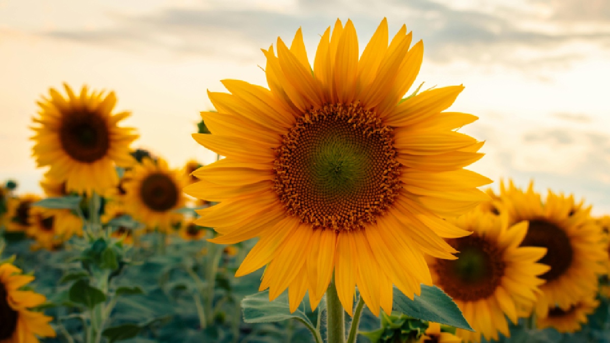 Sunflower: ಕರ್ನಾಟಕದ ಸೂರ್ಯಕಾಂತಿ ಬೆಳೆಗಾರರಿಗೆ ಗುಡ್‌ನ್ಯೂಸ್: ಬೆಂಬಲ ಬೆಲೆಯಲ್ಲಿ 9023 MT ಖರೀದಿಗೆ ಒಪ್ಪಿಗೆ