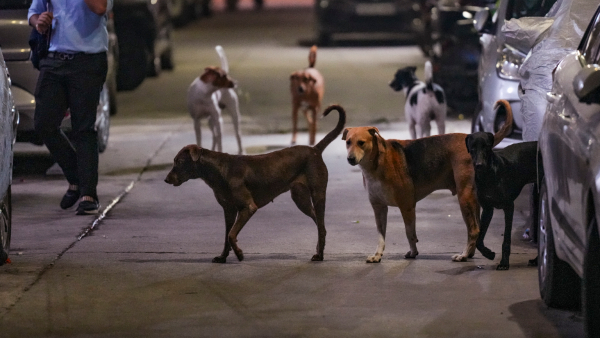 3 Lakh Street Dogs City