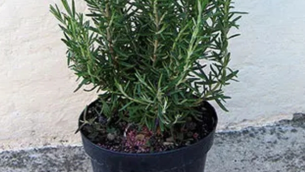 6 Lucky Plants for Home Entrance