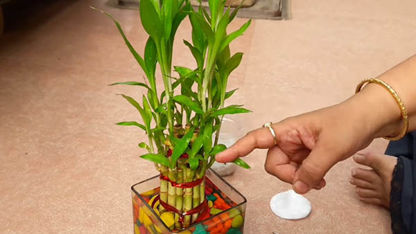 7 Beautiful Plants 7 Beautiful Plants