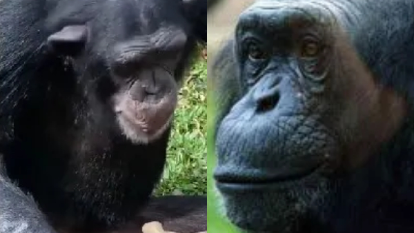 Animals That Laugh Like Humans Animals That Laugh Like Humans