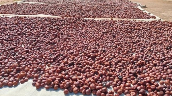 Arecanut Price Details on June 25 2026 in Davanagere Marcket Know Complete Statistics Details