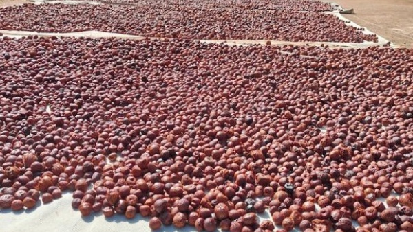Arecanut Price Today june 11 2026 Shivamogga Market Rates Show Fluctuations Across Varieties Arecanut Price Today june 11 2026 Shivamogga Market Rates Show Fluctuations Across Varieties