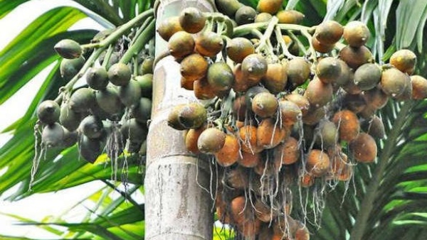 Arecanut Price Today june 16 2026 Shivamogga Market Rates Show Fluctuations Across Varieties