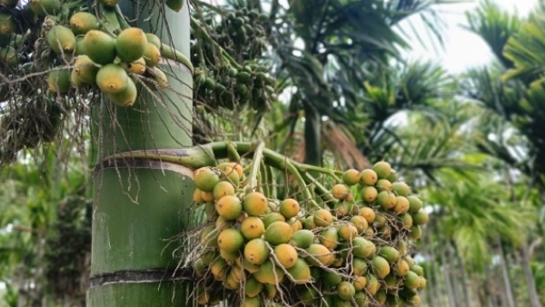 Arecanut Price Today june 18 2026 Shivamogga Market Rates Show Fluctuations Across Varieties Arecanut Price Today june 18 2026 Shivamogga Market Rates Show Fluctuations Across Varieties