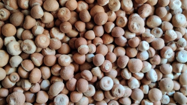 Arecanut Price Today june 20 2026 Shivamogga Market Rates Show Fluctuations Across Varieties