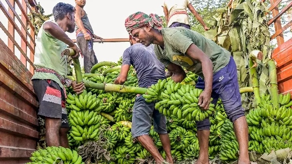 Banana Benefits and Side Effects
