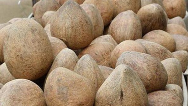 Copra Price Crash by 8 000 Per Quintal in Arasikere Coconut Farmers Worried Over Sharp Fall Copra Price Crash by 8 000 Per Quintal in Arasikere Coconut Farmers Worried Over Sharp Fall