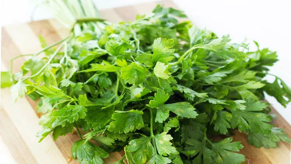 Coriander Leaves Farming at Home