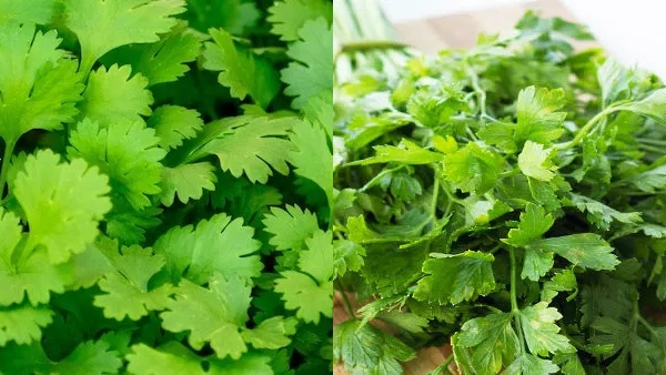 Coriander Leaves Farming at Home