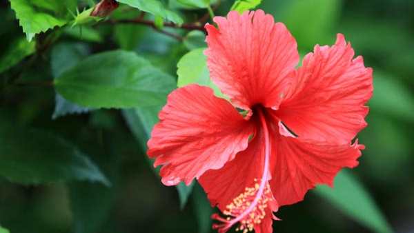 Flowering Plants