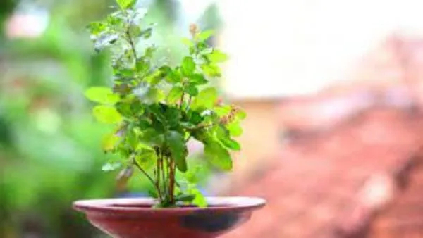 Grow These 5 Medicinal Plants Grow These 5 Medicinal Plants