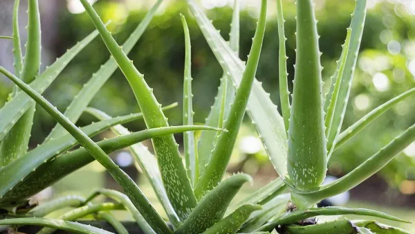 Grow These 5 Medicinal Plants Grow These 5 Medicinal Plants