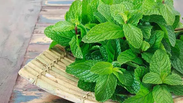 Grow These 5 Medicinal Plants Grow These 5 Medicinal Plants