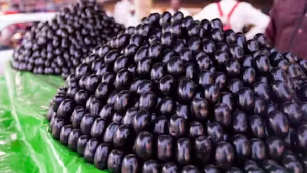 Jamun Fruit