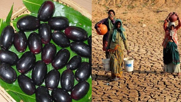 Jamun Harvest Signals Drought