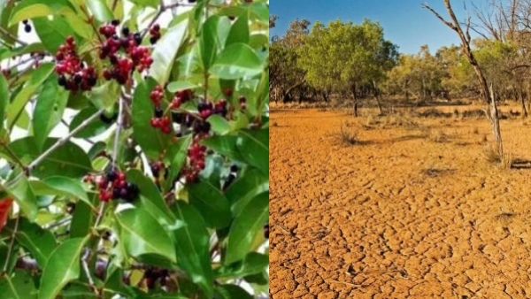 Jamun Harvest Signals Drought