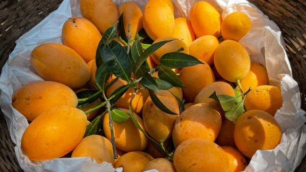 Mango