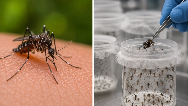 Mosquito