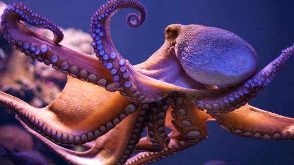 Octopus