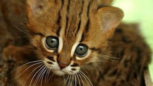 Pet Cat Saves Father and Son from Collapsing House in Bagalkot Amid Heavy Rain Huge Viral Pet Cat Saves Father and Son from Collapsing House in Bagalkot Amid Heavy Rain Huge Viral