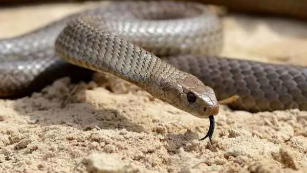 Snake Snake