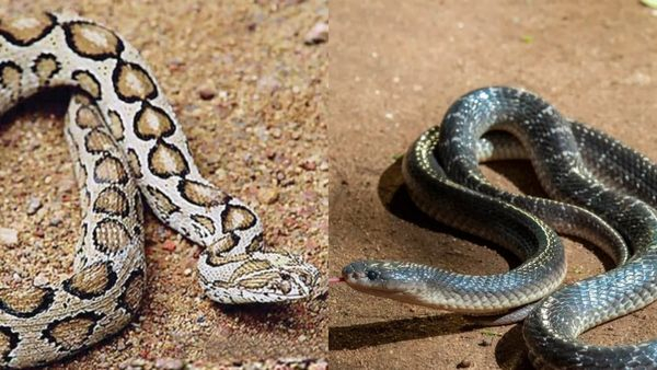 Snakes