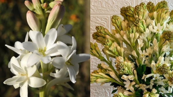 Sugandharaja Flower Prices
