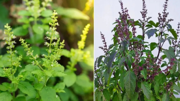 Tulsi Manjari