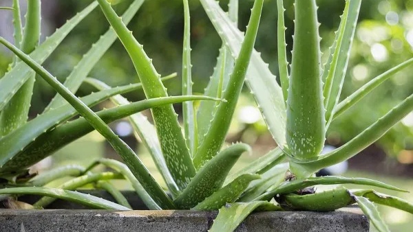 Vastu Plants for Balcony