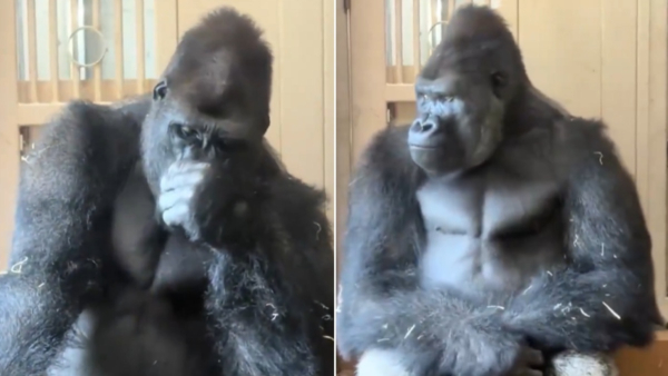 Viral Gorilla