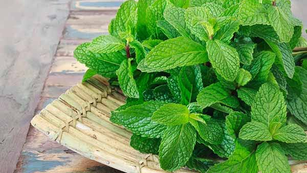 7 Natural Plants