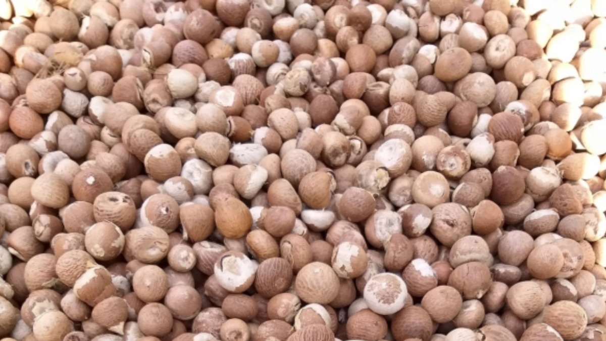 Arecanut Price Today: ಶಿವಮೊಗ್ಗ ಮಾರುಕಟ್ಟೆಯಲ್ಲಿ ಅಡಿಕೆ ಧಾರಣೆ ಎಷ್ಟಾಯ್ತು? ಇಲ್ಲಿದೆ ಜುಲೈ 30ರ ದರಪಟ್ಟಿ