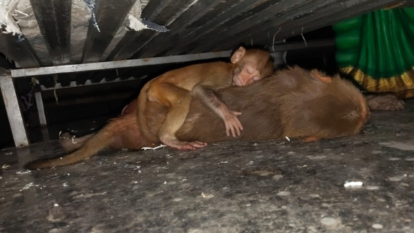 Baby Monkey Sleeps Baby Monkey Sleeps