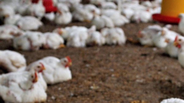 Chicken Price Hike Chicken Price Hike