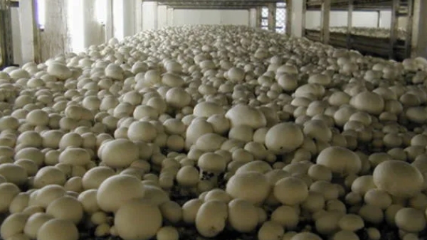 Chikkodi Same Family 9 Members Fall Ill After Eating Mushroom in Belagavi s Umarani Village