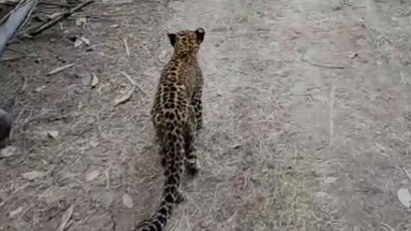 Leopard Spotted Again in Bengaluru s Byadarahalli Today CCTV Footage Triggers Panic Among Residents Leopard Spotted Again in Bengaluru s Byadarahalli Today CCTV Footage Triggers Panic Among Residents