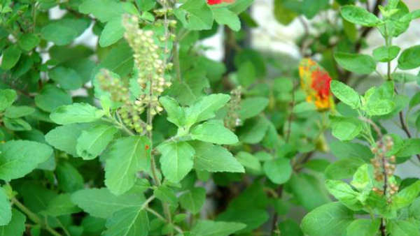 Monsoon Health Care Tips Monsoon Health Care Tips